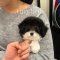Toy Poodle - Silvie