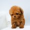 Toy Poodle - Niles