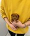 Toy Poodle - Sherry