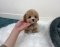Toy Poodle - So Young