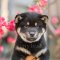 Shiba Inu - Sultang