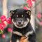 Shiba Inu - Sultang