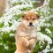 Shiba Inu -Yezy