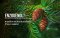Enzogenol® / สารสกัดจากเปลือกสน
