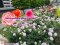 Nakanoshima Rose Garden 