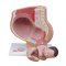 หุ่นจำลองเชิงกรานเพศหญิง รุ่น NK- 332B ถอดประกอบได้ 4 ส่วน