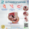 หุ่นจำลองเชิงกรานเพศหญิง รุ่น NK- 332B ถอดประกอบได้ 4 ส่วน