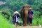 Half Day Afternoon Elephant Sanctuary Care Park (No Waterfall & Rafting)