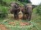 Half Day Afternoon Elephant Sanctuary Care Park (No Waterfall & Rafting)