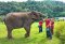 Ran Tong Elephant Elephant Care