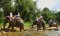 1 Day Whitewater Rafting + Elephant Trekking + ATV