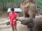 照顾大象半日游下午（没有骑大象）Bamboo Elephant Family Care