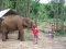 ดูแลช้างครึ่งวันเช้า กับ Bamboo Elephant Family Care