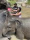 Full Day Secret Elephant Sanctuary
