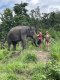 Full Day Secret Elephant Sanctuary