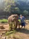 半天大象旅游 Half Day Smile Elephant Sanctuary