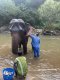 เลี้ยงช้างครึ่งวัน Smile Elephant Sanctuary