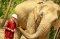 大象半日游早上（没有骑大象） Elephant Jungle Sanctuary