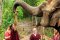 大象半日游下午（没有骑大象） Elephant Jungle Sanctuary
