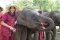 Half Day Morning Elephant Rescue Park (B)