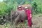 照顾大象一日游（没有骑大象） Elephant Rescue Park (C)