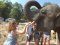 照顾大象半日游下午（没有骑大象）Elephant Retirement Park