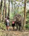 Half day Morning Elephant Sanctuary Care Park  (Waterfall & Rafting)