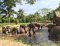 ดูแลช้างครึ่งวันตอนเช้า Kanta Elephant Sanctuary