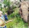 ดูแลช้างครึ่งวันตอนบ่าย Mae Rim Elephant Sanctuary