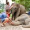 ดูแลช้างครึ่งวัน ตอนเช้า Mae Rim Elephant Sanctuary