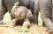 照顾大象 Maerim Elephant Sanctuary (一日游）