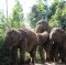 Maerim Elephant Sanctuary（下午半天）