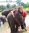 Half Day Morning Ran Tong Elephant Care