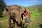 ดูแลช้างครึ่งวัน (บ่าย)  Ran-Tong Save & Rescue Elephant Centre