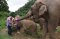 ดูแลช้างครึ่งวัน (บ่าย)  Ran-Tong Save & Rescue Elephant Centre