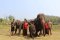 ดูแลช้างครึ่งวัน (บ่าย)  Ran-Tong Save & Rescue Elephant Centre