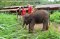 ดูแลช้างครึ่งวัน (บ่าย)  Ran-Tong Save & Rescue Elephant Centre