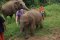 ดูแลช้างครึ่งวัน (บ่าย)  Ran-Tong Save & Rescue Elephant Centre