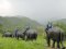照顾关怀大象骑大象一日游Thai Elephant Home Mahout Training