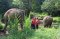 ดูแลช้างครึ่งวันตอนเช้า Toto’s Elephant Sanctuary