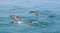 Raya Noi - Raya - Maiton Island ( Finding dolphins ) ( Seastar )