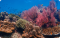 ONE DAY TRIP PHI PHI ISLAND - MAYA BAY - PILEH LAGOON- BAMBOO ISLAND