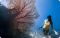 ONE DAY TRIP SURIN  ISLAND  (Only Phuket Transfer)