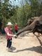 One Day Doi Suthep & elephant Care At Home