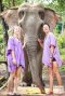 Chiang Mai Elephant Sanctuary（早上半日游）