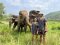 One Day Chiang Mai Elephant Refuge