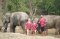 Karen Hilltribe Elephant Sanctuary（早上半日游）