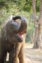 Karen Hilltribe Elephant Sanctuary（下午半天）