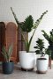 indoor plant in minimal design pot 