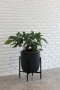 Philodendron in black pot with metal stand